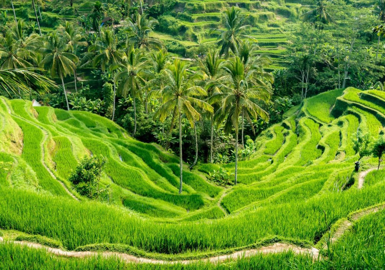Capung Asri Eco Luxury Resort With Private Pool Villas Bedulu Eksteriør billede